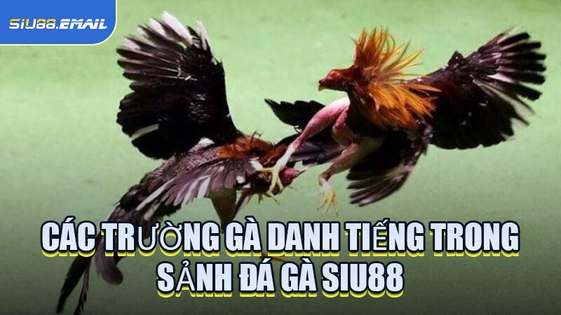 Các Trường Gà Danh Tiếng Trong Sảnh Đá Gà SIU88