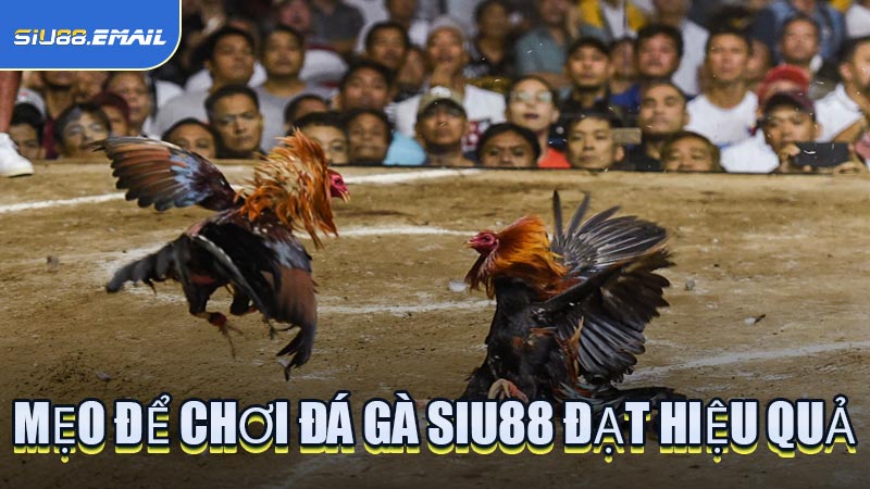 Mẹo Để Chơi Đá Gà SIU88 Đạt Hiệu Quả